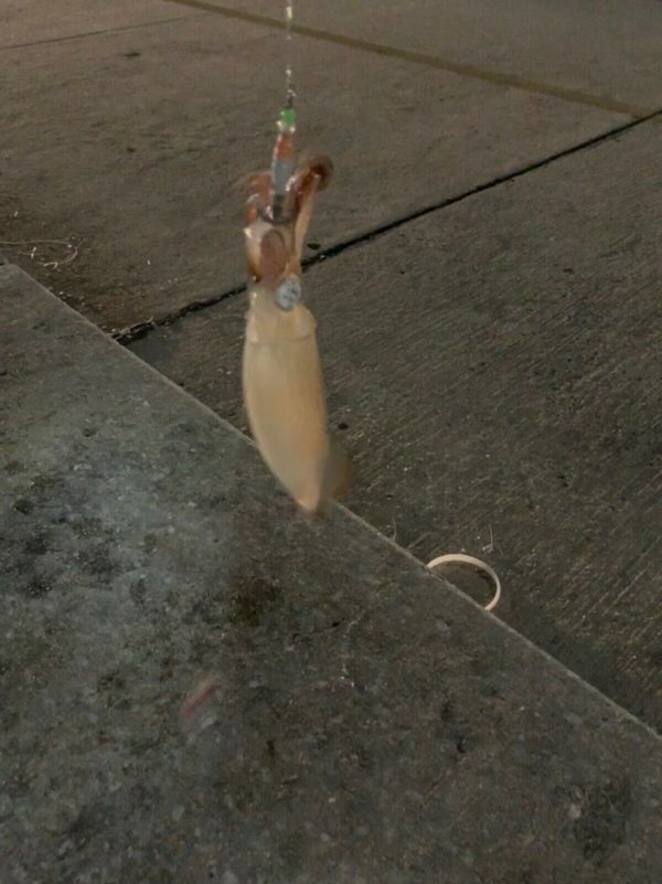 2.5in 25mm Squid Jig - Image 5